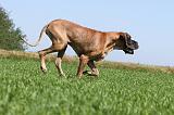DOGUE ALLEMAND 107